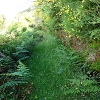 Plants: image 68 Of 208 Thumb
